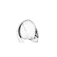 atelier_marion flower fleur orchid orchidee Sticker