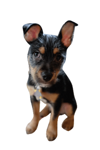 dog puppy Sticker by Roundhouse