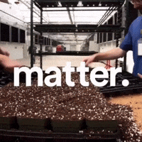 Plant Grow GIF by PharmaCann