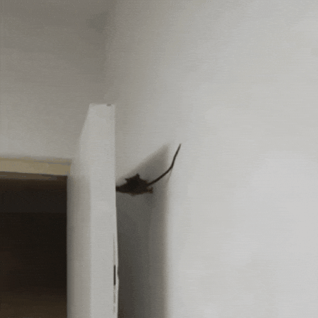 Squad Door GIF