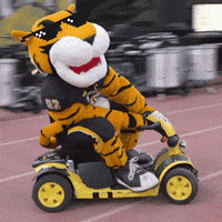 towsonuniversity mascot tiger doc tu GIF