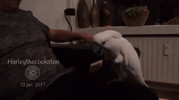 Frustrated Cockatoo Can't Get Marshmallow Off Her Claw