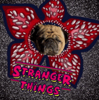 Stranger Things Dog GIF