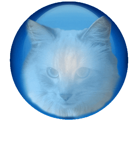 Cat Orb Sticker