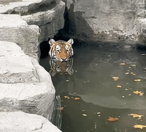 cuteanimalland giphyupload GIF