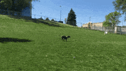 happy dog GIF by Nebraska Humane Society 