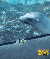 Head Shake No GIF by Brookfield Zoo