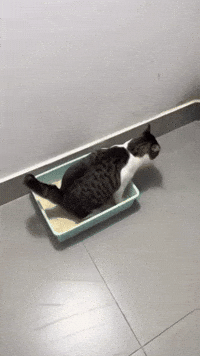 Cat Falling GIF