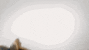 red friday fuck donald trump GIF by YG