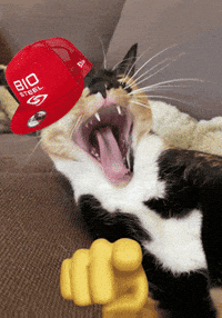 Laugh GIF by BioSteel Sports