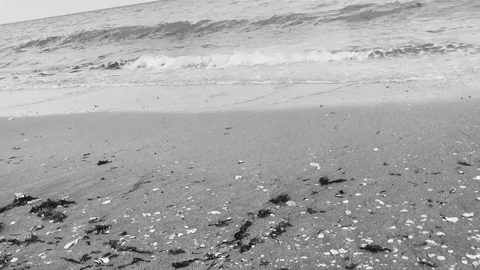 black and white summer GIF