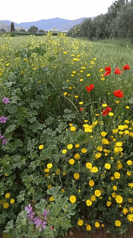 Simongip giphyupload GIF