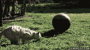 lion playing GIF by Cheezburger