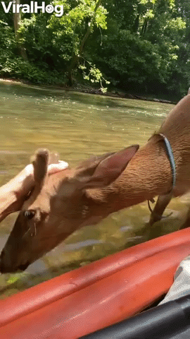 Cute Deer Makes Friends with Kayaker