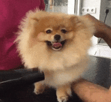 werk pomeranian GIF