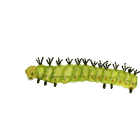 Butterfly Garden Sticker