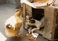 dog hen GIF