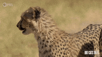 Cheetah Cub Chirping