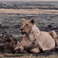 Baby Animal Family GIF by Nature on PBS