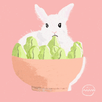 bowlofjoon eating rabbit munching bowlofjoon GIF