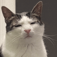 Cat GIF