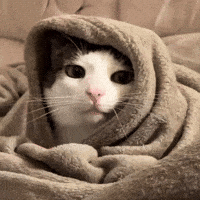 Cat Baby GIF