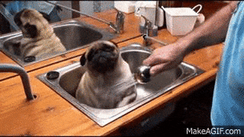 pug bath GIF