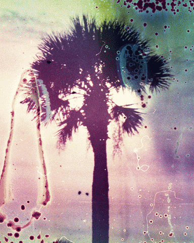 Palm Tree Beach GIF by Hunter Preston