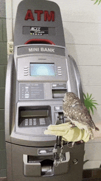 No Money GIF by Valley Zoo Development Society