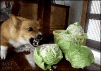 week diet GIF