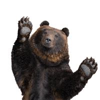 Bear Shorts Sticker by Bearbottom Clothing