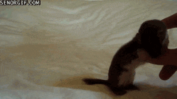 fingers weasels GIF by Cheezburger