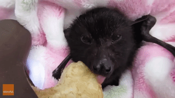 Rescued Baby Bat Enjoys Banana