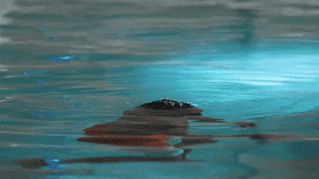Clemson Football Baby GIF by Clemson Tigers