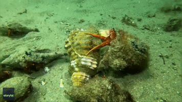 Hermit Crabs Struggle For Control of New Shell