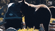 No Way Whatever GIF by Great Big Story