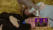 channel 5 goat GIF by Stellify Media