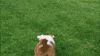 TV gif. A bulldog on America's Funniest Home Videos runs in a yard to a football. As it tries to stop and grab the football it faceplants and flips over on its back. 