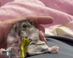 Dwarf Hamster Gets Her Greens With Broccoli Boost
