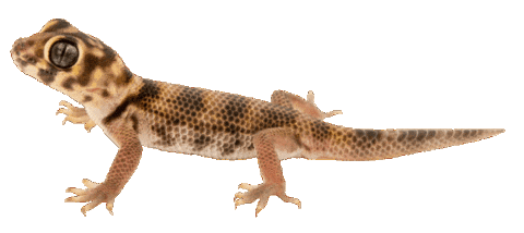 Guinea Pig Love Sticker