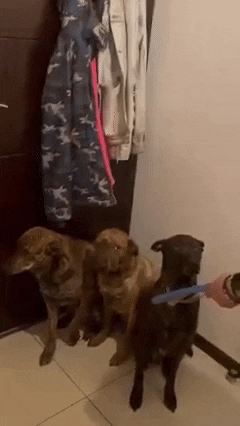 cuteanimalland giphyupload GIF