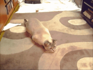 Cat Wiggling GIF