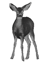 Calvin Harris Deer Sticker by Columbia Records UK