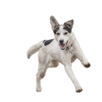 Puppy Vegan Sticker by Fundacja Viva!