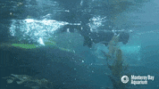 sea otter dive GIF by Monterey Bay Aquarium