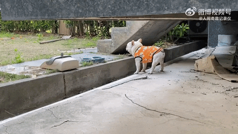 cuteanimalland giphyupload GIF