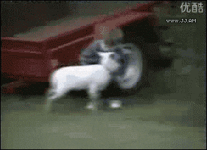 Goat kicking (AKA headbutting) kid's ass
