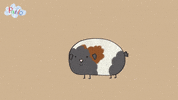 Happy Guinea Pig GIF by Pablo