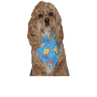 Cocker Spaniel Lady Sticker by Geekster Pets