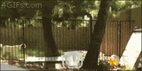 GIF by Random Goat